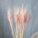 Dry Colossus of wheat, set 50 pcs., Pink color