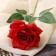 Artificial flowers "Rose Grand Prix at" 8x56 cm, red