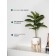 Ficus in a cement pot with a stand of MDF, 140 × 140 × 690 mm, green / white / beige color