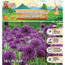 Allium Luke decorative Aflatonic, rr 14/+, 5 pcs, autumn 2024