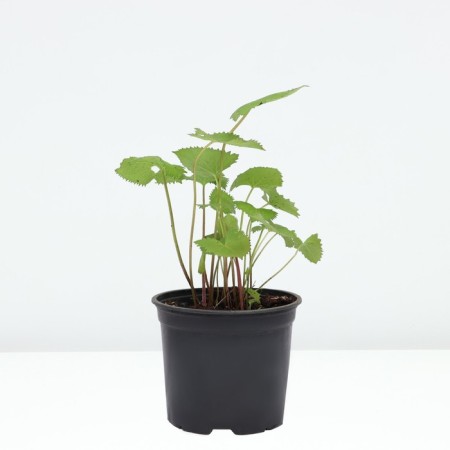 Buzunik narrow rocket, C3 pot, H10-50 height, 1 pc, summer 2024-1