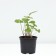Buzunik narrow rocket, C3 pot, H10-50 height, 1 pc, summer 2024
