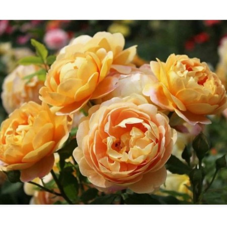 Rose English Golden Selebreishchens, C3.5 pot, H25-45, 1 pc, summer 2024