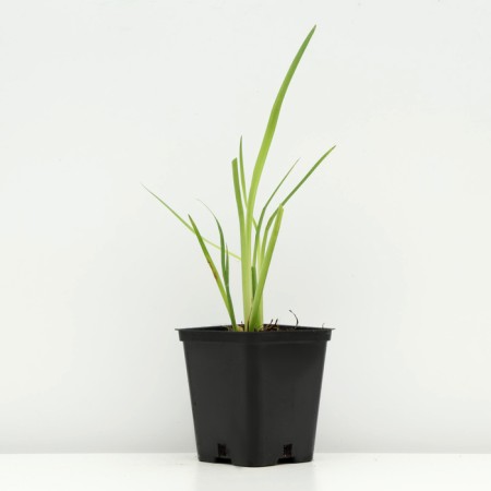 Iris false -airovid (swamp), P9 pot, 1 pc, spring 2024-1