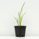 Iris false -airovid (swamp), P9 pot, 1 pc, spring 2024