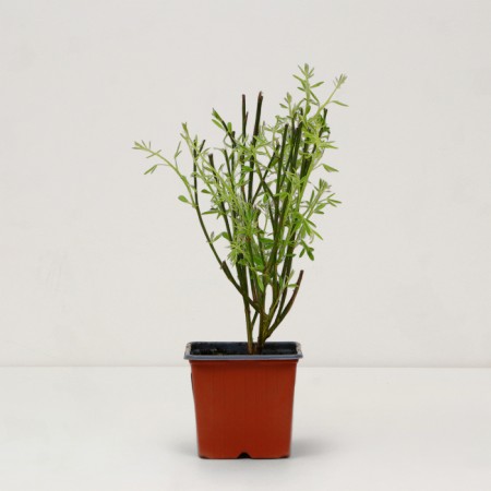 SAGNITE RAKETEN "MOYCLARE Pink", pot P9, Summer 2024-1