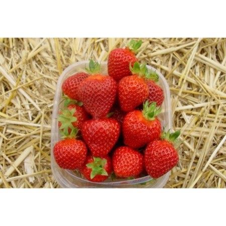 Strawberry Garden Ramina, P9 Pot, Summer 2024-1