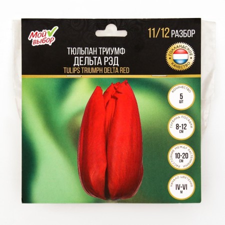 Tulip Triumph Delta RED, rr 11/12, 5 pcs, autumn 2024-2
