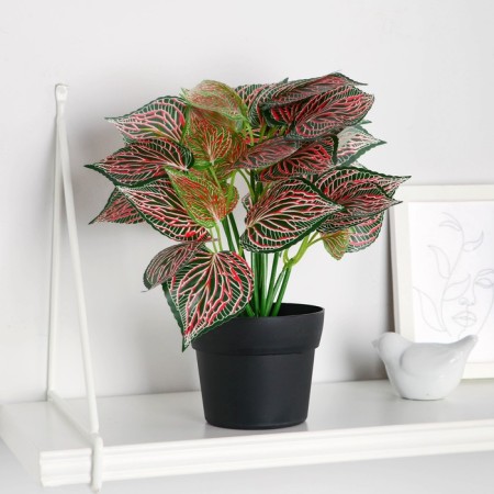 Bonsai in the pot "Caladium indoor" 10x23 cm