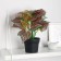 Bonsai in the pot "Caladium indoor" 10x23 cm