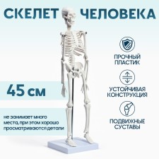 Макет "Скелет человека" 45см