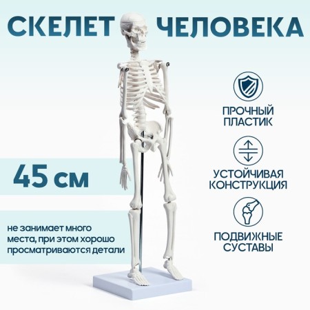 Model "Human Skeleton" 45cm