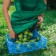 Apron for harvesting, one pocket, green, Greengo