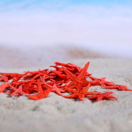 A set of natural sea stars, 1.5-2 cm, 20 pcs, red-1
