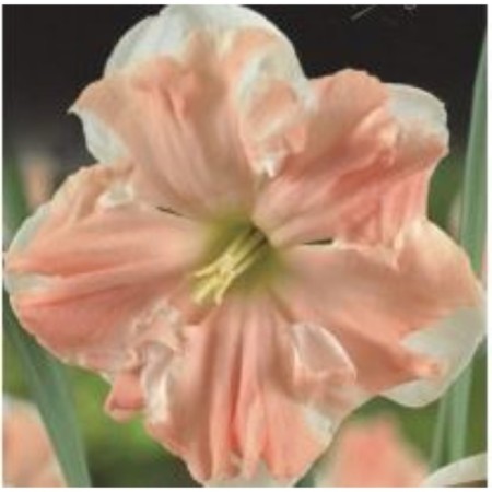 Narcissus with a split crown Eprikot Val, 12/14 rr, 5 pcs, 35 h (cm), autumn 2024