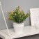 Bonsai in the Gomprane Premium Gofren Pot 21x10 cm, mix