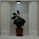 Night Pushlite "single" LED 1W 2haa black 10x10x4 cm Risalux
