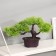 Bonsai in the Dendroart pot 12x17 cm, mix