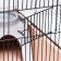 Cage for chinchilla "Pijon" No. 19, collapsible, 58 x 40 x 49, beige