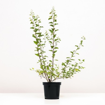 Spirea Van-Tutta, C2 pot, H10-50 Height, 1 pc, summer 2024-1