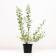Spirea Van-Tutta, C2 pot, H10-50 Height, 1 pc, summer 2024