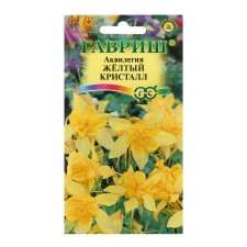 Aquilegia 