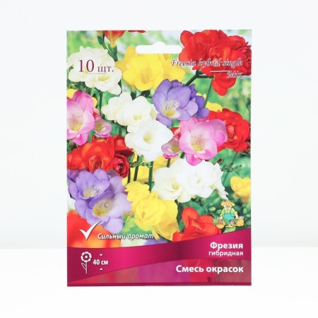 Freesia Hybrid Lights of Colors, Rr. 5/6, 10 pcs, Spring 2025