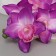 Artificial flowers "Amabilis orchid" 90 cm, lilac