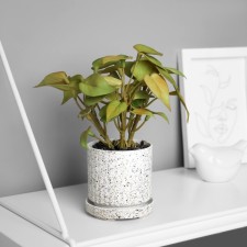 Bonsai in the pot 