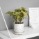 Bonsai in the pot "Singonium premium" (soft sheet) 15x7 cm, mix
