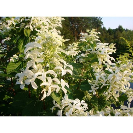 Saphenet Hydrangea Smiling "Levana", pot C1.5, summer 2024