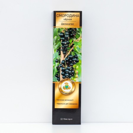 Currant Black Prospective varieties "delicacy", 1 pc, tube, spring 2025