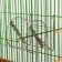 Wheel for rodents metal, crossbars, 9 cm, chrome