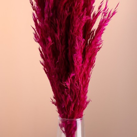 Set of dried flowers "reed", banch length 65 (+/- 6 cm), fuchsia-1