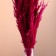 Set of dried flowers "reed", banch length 65 (+/- 6 cm), fuchsia