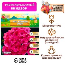 Флокс метельчтый "Windsor" р-р II, 2 шт,