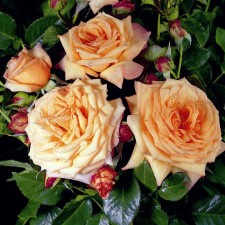 Seedling rose Plesy 