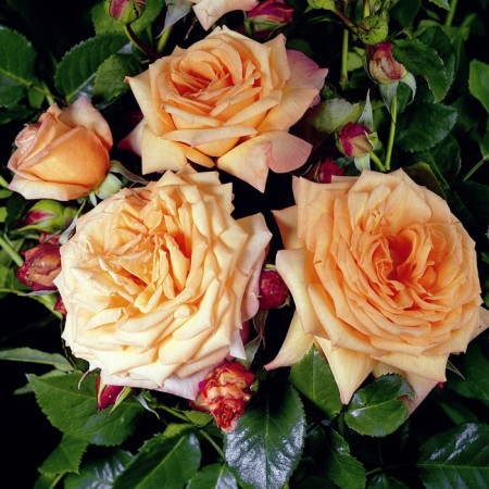 Seedling rose Plesy "bares", tube, 1 pc, spring 2025