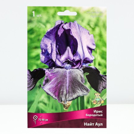 Iris Bearded Knight aul, rr I, 1 pc, spring 2025-1