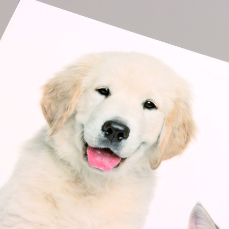 Stick 3D Interior pets 45*40cm-3