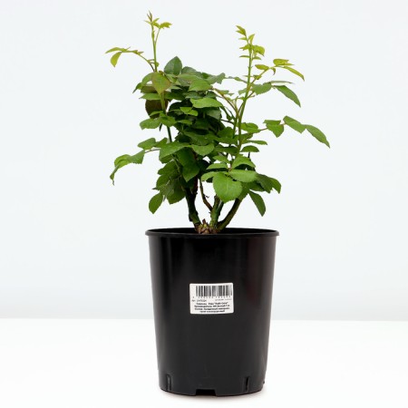 Citsee Sita seedlings "Knight City", S4 pot, summer 2024-1