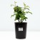 Citsee Sita seedlings "Knight City", S4 pot, summer 2024