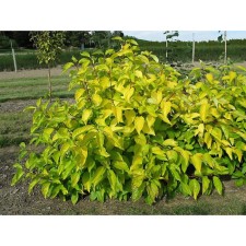 Sahenian Deren White 