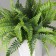 Bonsai in the pot "Fern Elegant" 7x13 cm, green