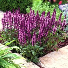 Salvia Dubravnaya (sage) Merlo Rose, I rn, 1 pc, 30-40 h (cm), autumn 2024
