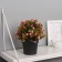 Bonsai in the pot "Fiac Mini with Galant Greetings" 18x10 cm, mix