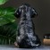 Pigpine "Rotweiler Puppy" 28x20cm