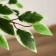 Artificial tree "Leaf with white" 160 cm