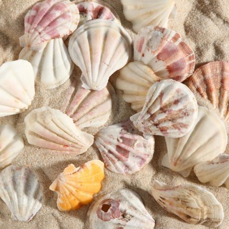 Set of shells, 4 - 5 cm, 100 g-1