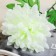 Artificial flowers "Garden peony" D-14 cm 46 cm, white